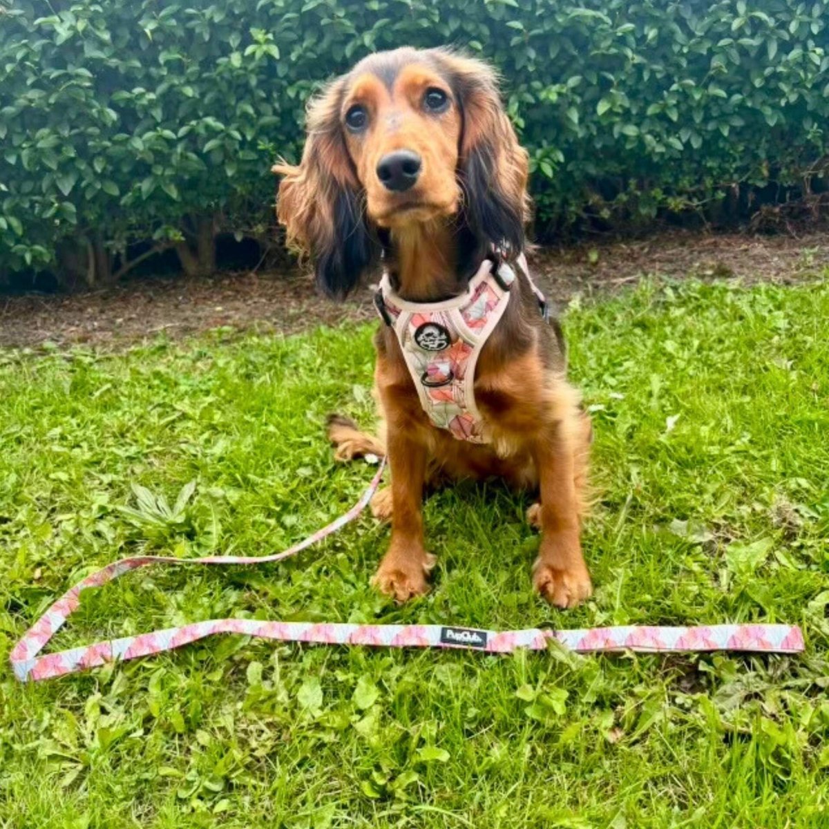 Autumn Breeze Adjustable No-Pull Dog Harness