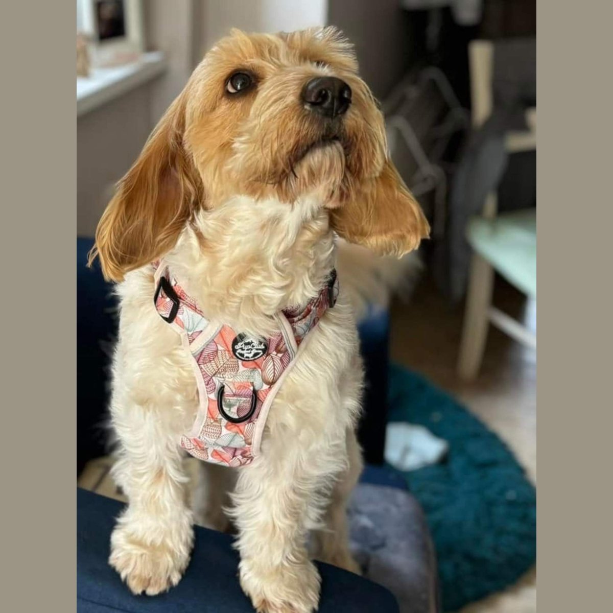 Autumn Breeze Adjustable No-Pull Dog Harness