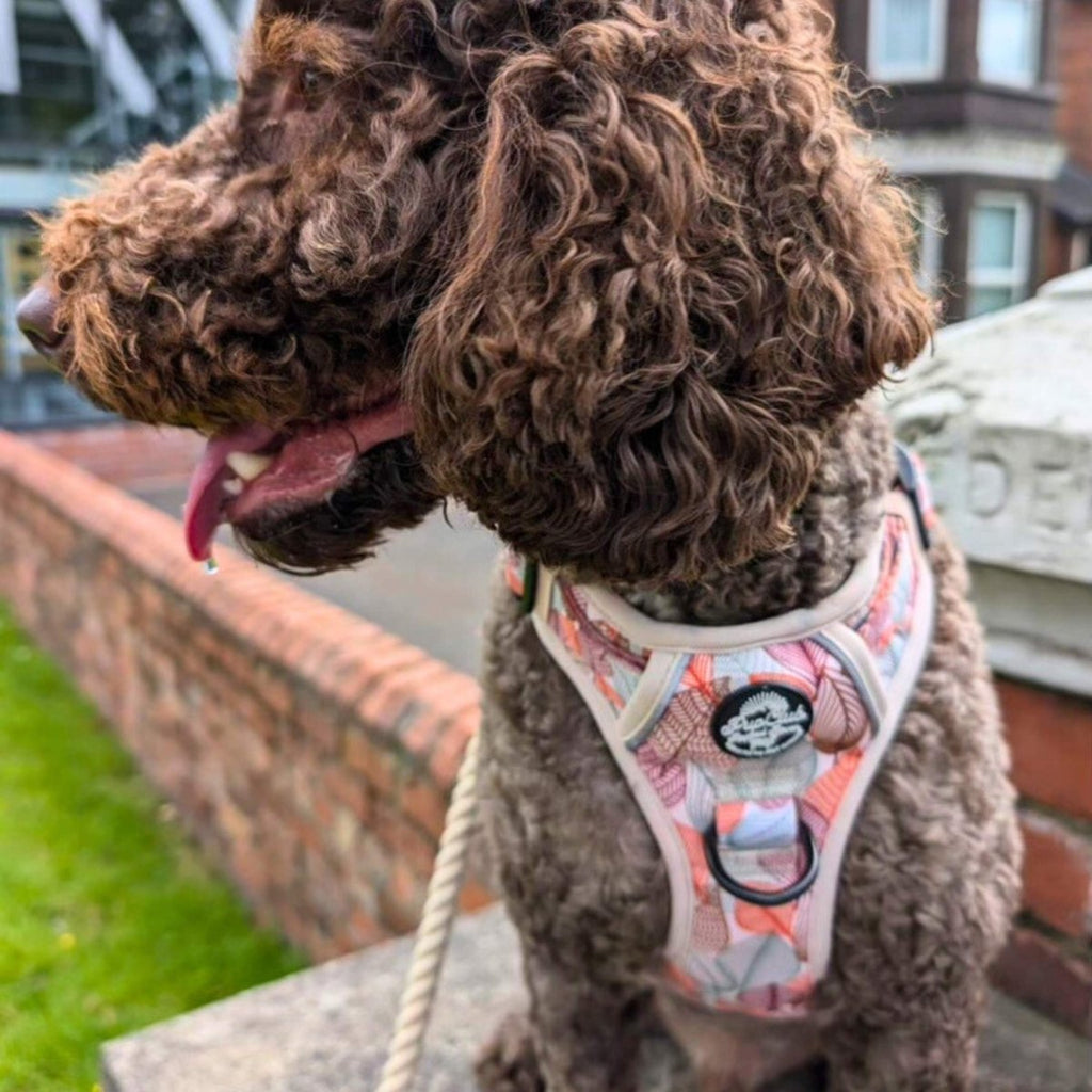 Autumn Breeze Adjustable No-Pull Dog Harness