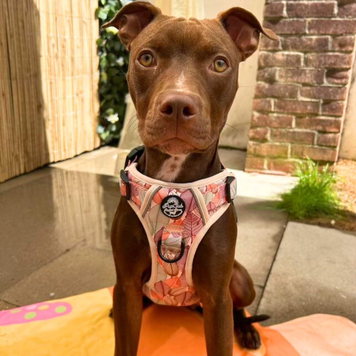 Autumn Breeze Adjustable No-Pull Dog Harness